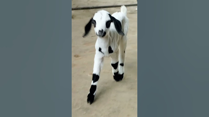Bakri ka cute baccha #shorts #trending #shortvideo #indiavlog #shortonyoutube #baby #bakri #baccha