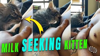 Kitten Nibble Owner While Searching for Milk