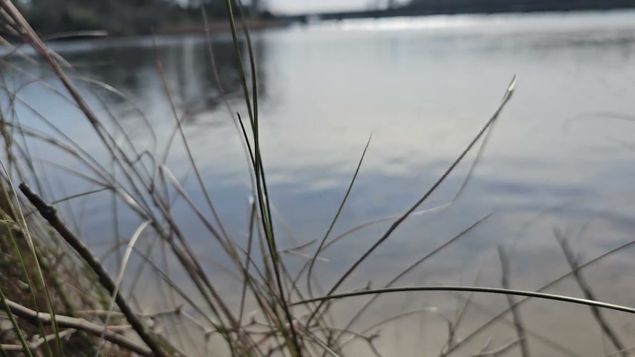 Wind Blown Grass on the Neuse River | Peaceful Riverbank Nature Ambiance