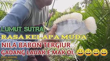NILA BABON KELUAR DARI SARANG || STRIKE SAMPAI GEMETARAN || BUMI MINANG CHANNEL