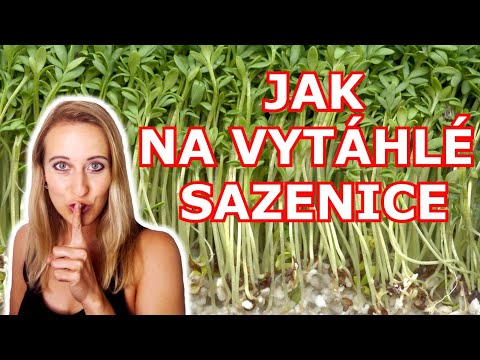 Video: Proč mi umírají semenáčky mrkve – známky tlumení v mrkvi