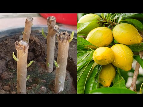 वीडियो: फल या सजावटी पौधों की Lignified Cuttings की जड़
