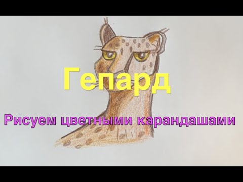 Как нарисовать Гепарда