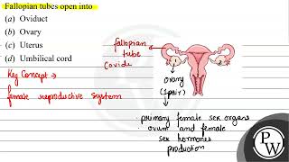 Fallopian tubes open into (a) Oviduct (b) Ovary (c) Uterus (d) Umbilical cord