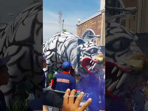 HEBOH !!! Tragedi Harimau terbakar Saat Karnaval #shorts#short#shortvideo