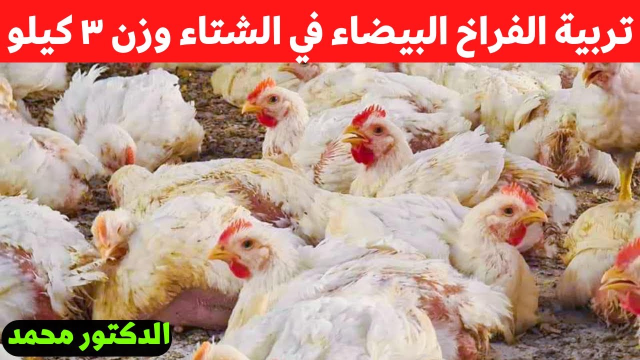 افضل طريقه تربيه الفراخ البيضاء في الشتاء بعد أرتفاع الاسعار وزياده وزن الفراخ الي ٣ كيلو في شهر