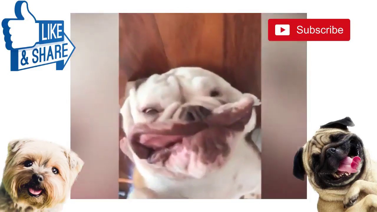 Very Funny Dog Fails2019 Youtube