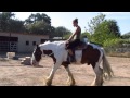 Walk trot session with a gypsy  riding wjadeandsebring