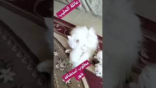 قطط_صغيرة_كيوت (عائلة بياض الثلج) مطلوب استضافه