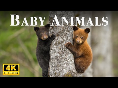 Baby Animals 4K -  World Of Young Wildlife With Relaxing Music
