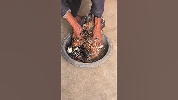 The Hen Who Hatched Ducklings