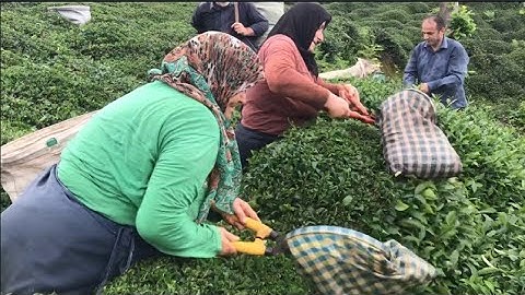 Çay Hasadı Kolay mı, Harvest of Tea, Çay Hasadı, Çay Toplama.