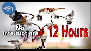 Video for Cats 😻12 Hours of Birds 🐦 Uninterrupted Cat TV