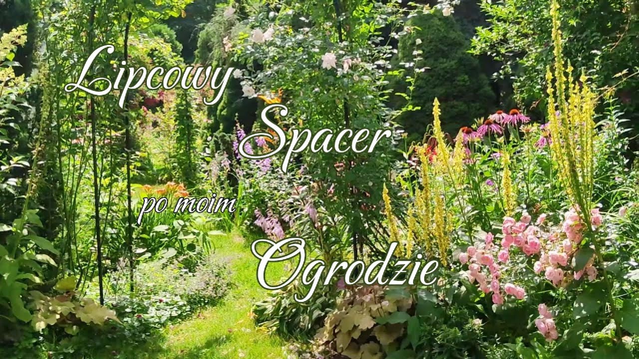 9. Lato. Rozkwitły nowe lilie, kwitną róże, liliowce. Relaks ogrodowy ;) II połowa lipca 2025