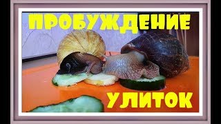 ДОМАШНИЕ УЛИТКИ АХАТИНЫ Achatina snails Улитка ахатина видео Африканская улитка ахатина ДОМАШНИЕ УЛИТКИ АХАТИНЫ Achatina snails Улитка ахатина видео Африканская улитка ахатина