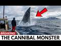 Scientists Finally Identified What Is Killing Great White Sharks The Evidence Is Terrifying 