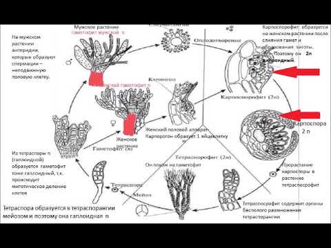 Жизненный цикл Красных водорослей