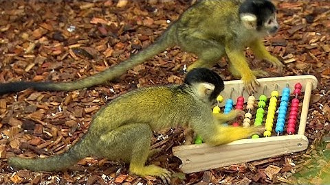 How many in the zoo?  Learn: census, kicking off, mammoth task, houses, incentive