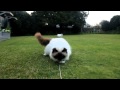 Crazy Fluffy birman Cats. の動画、YouTube動画。