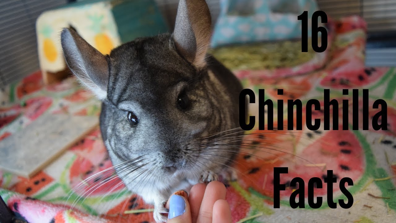 16 Cool Chinchilla Facts