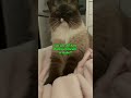 When you have to hurry up #catvideos #cute #catshorts #catlovers #funnycats