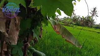 VIRAL: Seruling dan Degung Sunda - Musik Tenang dan Adem, Instrumen 🥳