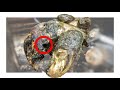 ROTTEN COWS HOOF CLEANING *HUGE HIDDEN SECRET REVEALED*