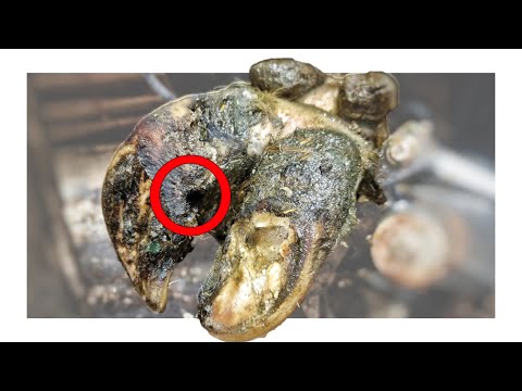 ROTTEN COWS HOOF CLEANING *HUGE HIDDEN SECRET REVEALED*