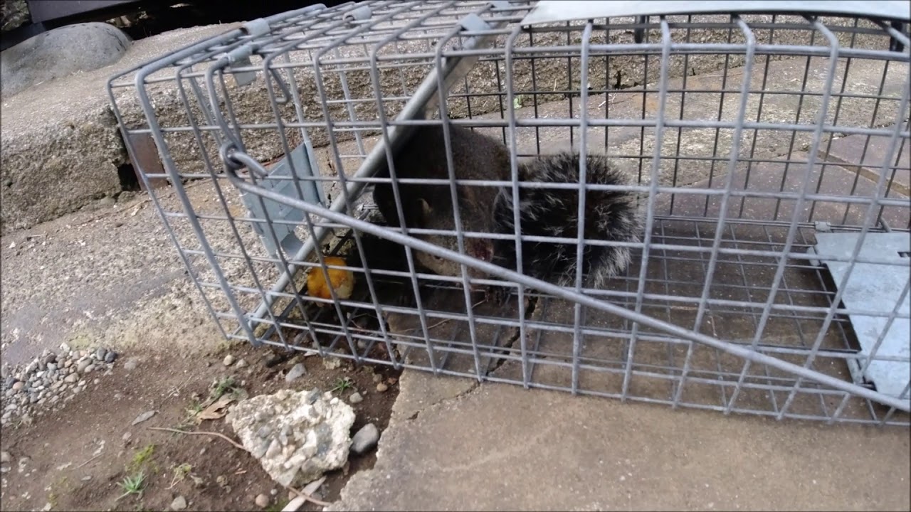 0222 納屋 ネズミ タイワンリス 害獣駆除対策 3匹目 Youtube