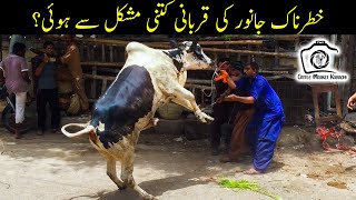 Bay-Qabu Janwar Ki Qurbani Kitni Mushkil Se Hui | Cattle Market Karachi | Bakra Eid 2021 Eid ul Adha