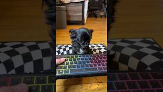 Keyboard Flying Puddin ❤️😂 Profile