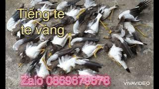 Tiếng te te vàng bản mới nhất ăn chim nhất hiện nay.tiếng đã tes bao cho ae đánh hêt vụ