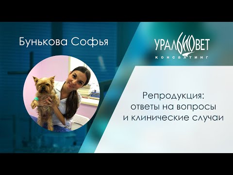 Видео: 9 Симпатичные и патриотичные товары для животных