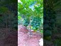 The Secret Way to Make a Short Papaya Bonsai With Heavy Fruit 😮 #shorts