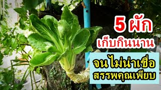 ผัก5ชนิดที่ปลูกครั้งเดียวเก็บกินได้ยาวนาน #สวนผักหลังบ้าน