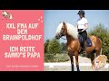 Ich reite sammys papa   xxl haflinger spam   anja fee