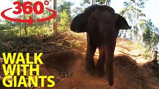 Rescued elephants in Thailand get a new lease on life in 360