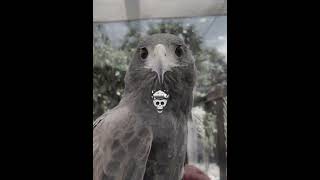 Day 9 finding weird animals sound on Earth #shortsfeed #viral #animals @AnimalsWildlife-u7s