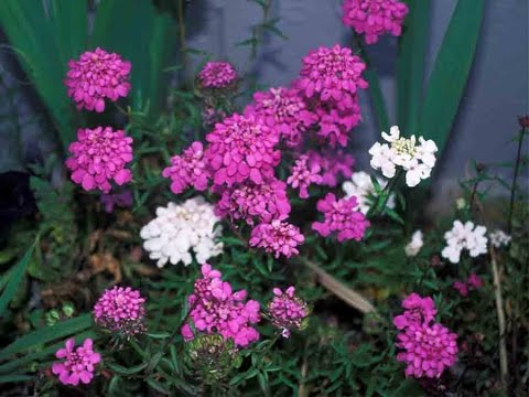 Видео: Растение Candytuft: Как да отглеждаме Candytuft