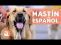 MASTÍN ESPAÑOL 🔥 Características, Adiestramiento y Carácter