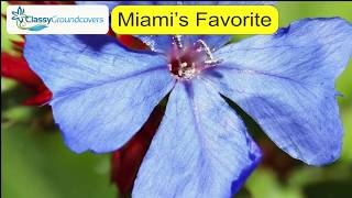 Miami B-29-1 Classy Groundcovers Slideshow Ad - 29 seconds