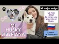 MI HUSKY SIBERIANO/UNA MASCOTA EN RUSIA🤍🇷🇺 (Belgorod)- Laura Zornosa