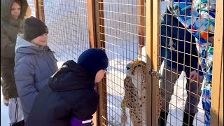 Gerda had a lot of guests over! The beautiful cheetah is the center of attention!