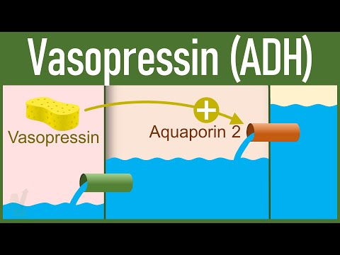 Vasopressin: Release and Mechanism of action || Antidiuretic Hormone