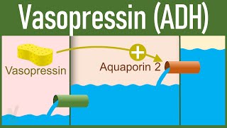 Vasopressin: Release and Mechanism of action || Antidiuretic Hormone