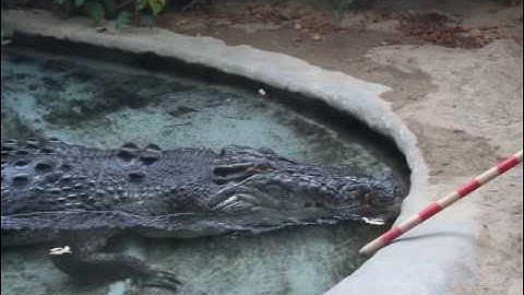 Toledo Zoo Saltwater Crocodile feed/training part 2