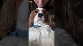 Truth About Cavalier King Charles #petpediaa