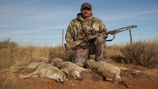 4 Reasons Coyotes Hang Up and How to Prevent Them!