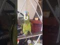 su juguete que nadie se lo quite #motivation #ninfas #dance #birds #loros #ninfas #amazonas #aestiva