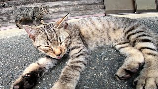 寝転んでいるキジトラ子猫をナデナデしていたら先輩猫もモフられやって来た